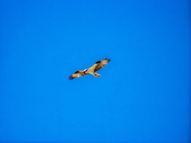 Osprey prowling, I tried to set him up with a swimbait (without hooks) for an action shot. If I could fool this bird I bet I could fool bass, darn!