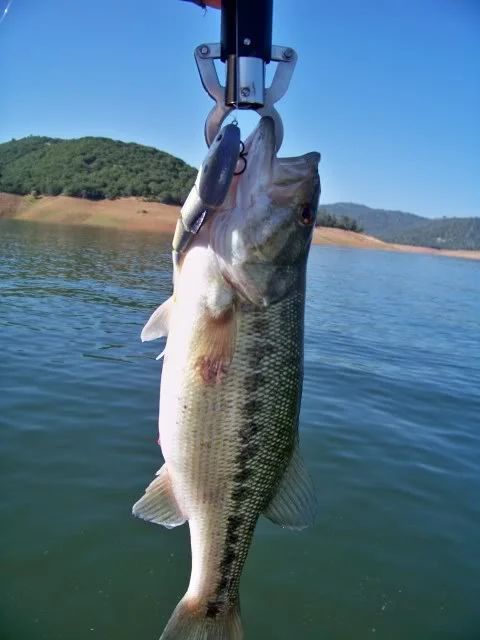 I did fool the bass with swimbaits. Here is a nice spot, one of many that went for the 4” BBZ. Spots love the 4”; caught several including a tournament weigh fish, the fish that hit are a better quality