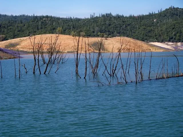 Flooded trees, there is a nice bass in there