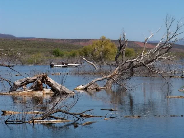 Trees and brush abound
