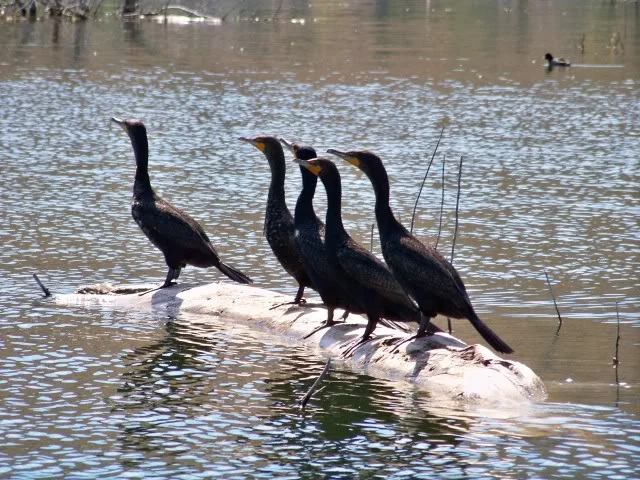 A Quintet