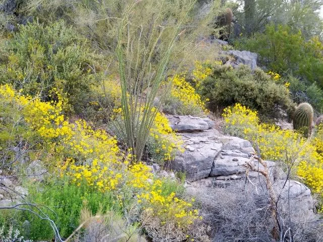 Rock Garden