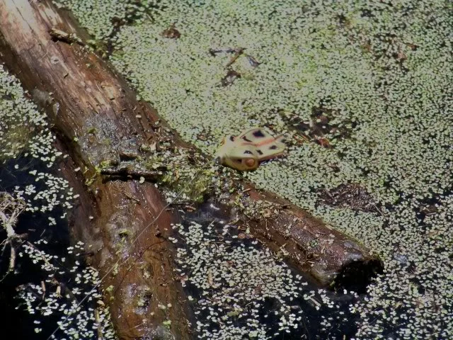 Frog Water