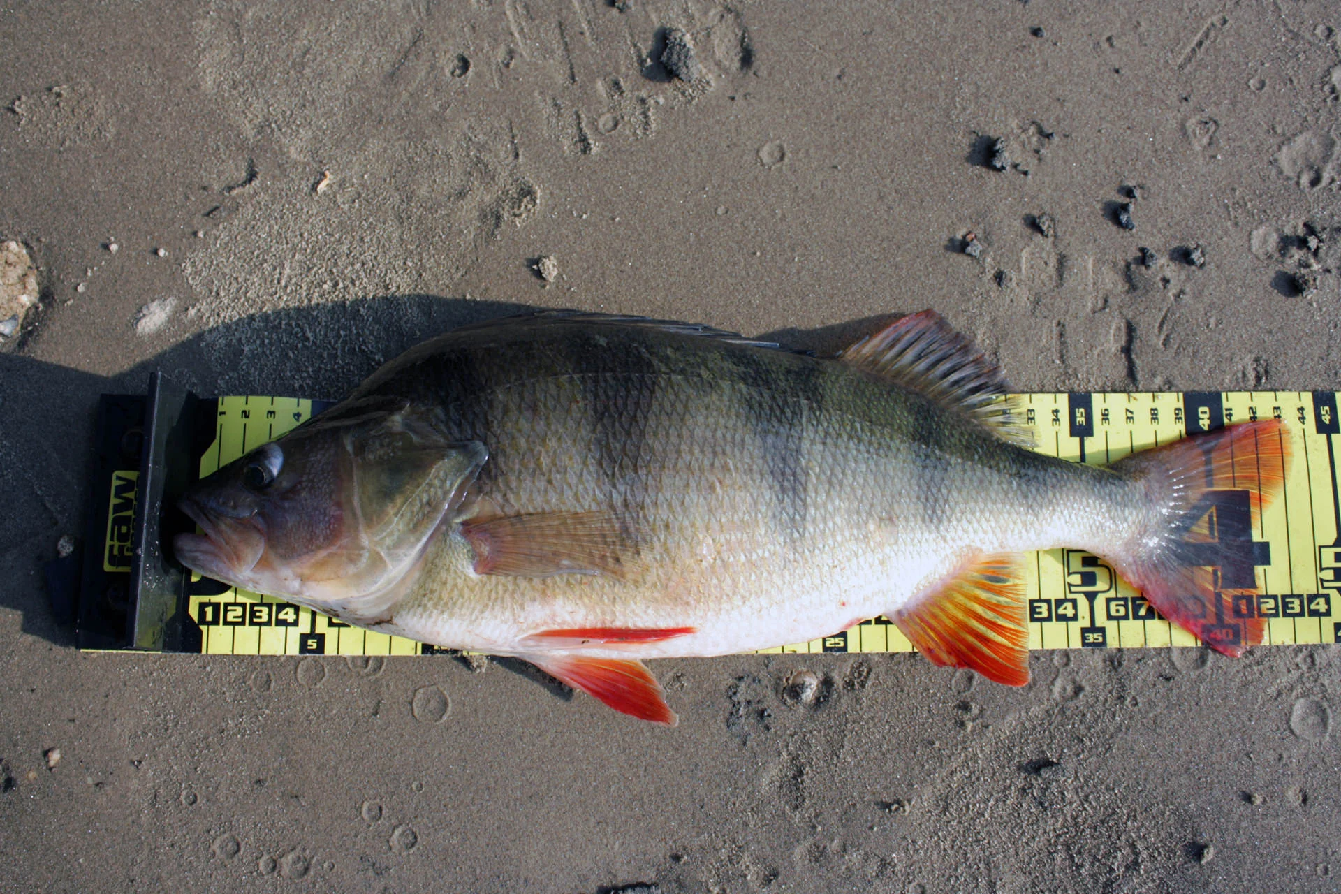 The 'Bank' Job: Bass Fishing for Jumbo Perch