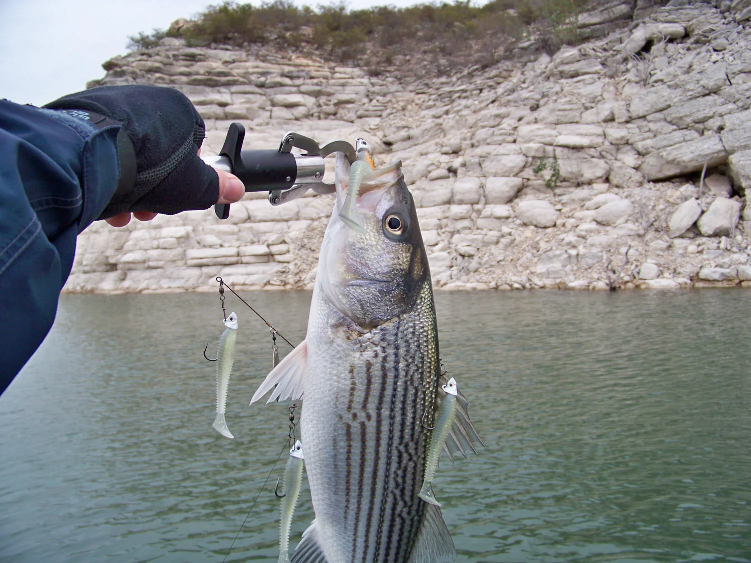 Striper and A-rig fun, amazing how they always hit the larger trailing off colored (orange throat) lure!