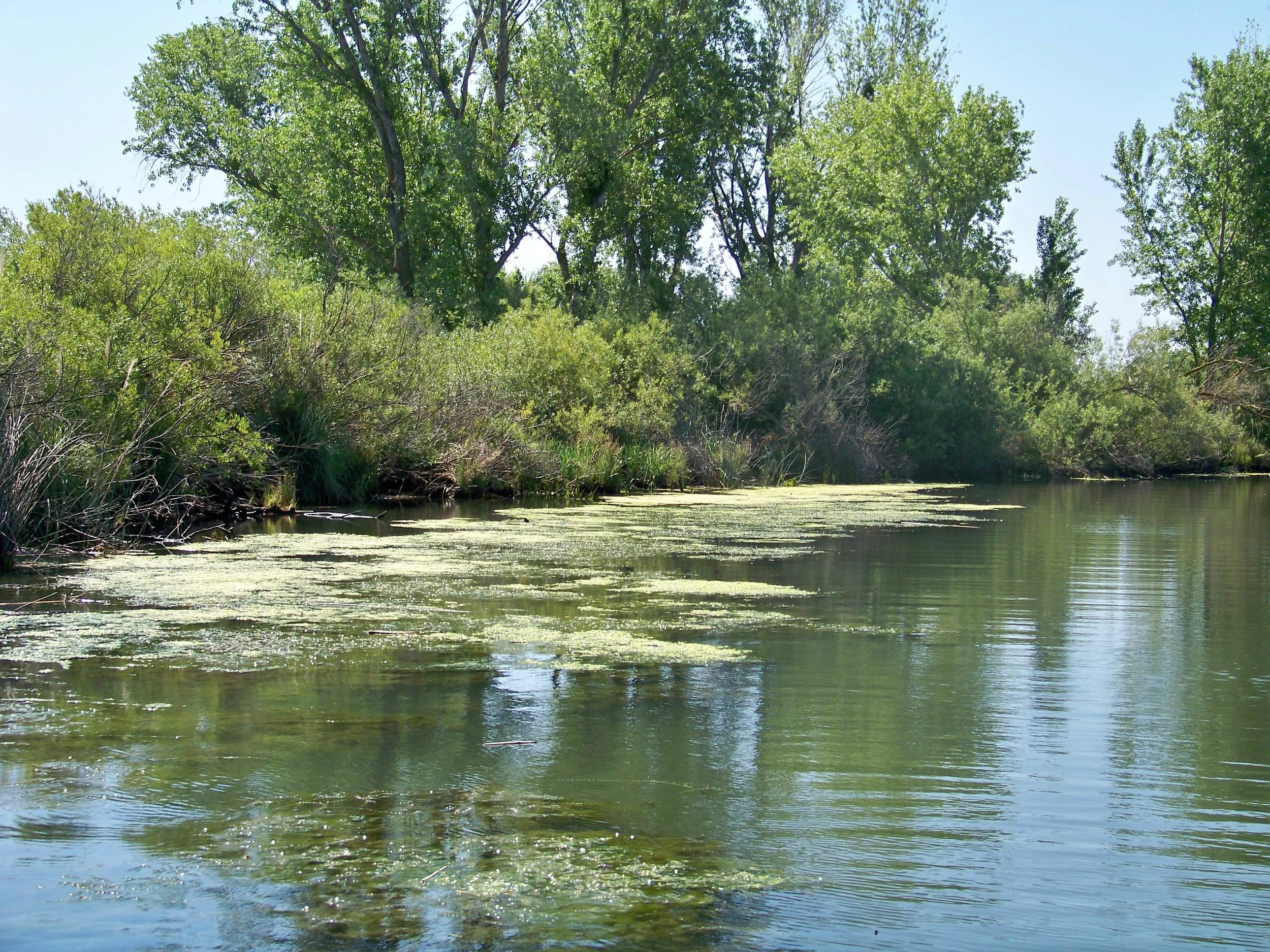 Frog water along Connection Slough