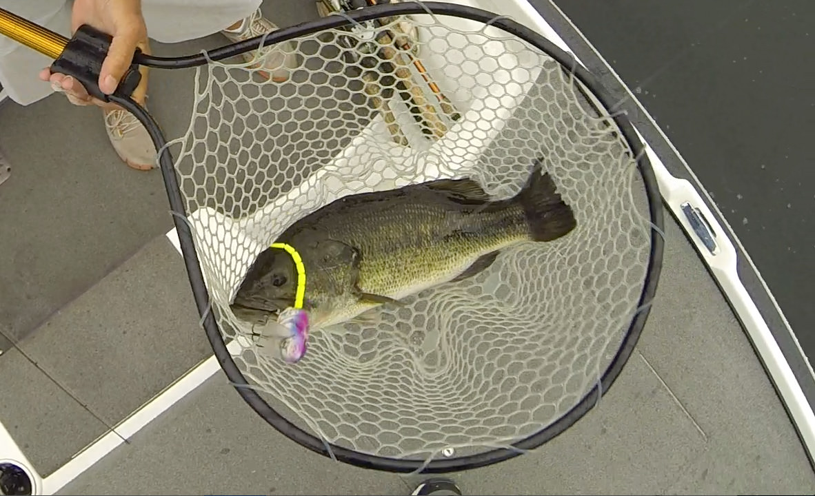 New SPRO BBZ-1 Rat Information & Preview