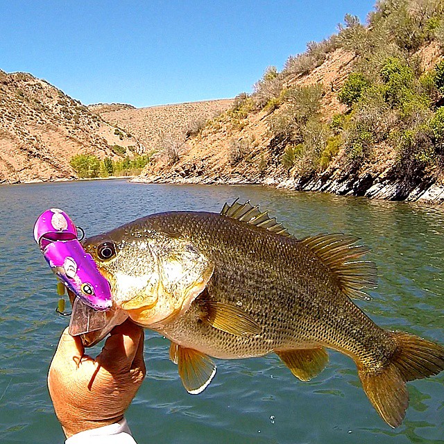 Bass Hump Wednesday. Check This One Out.