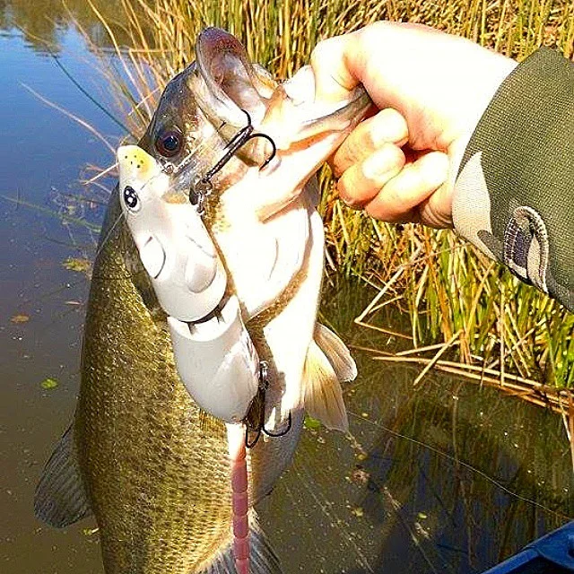 Freddy Ross catche Delta BBZ-1 Rat Fish!