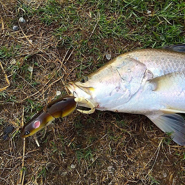 BBZ-1 Rat Catches Barramundi in Thailand!