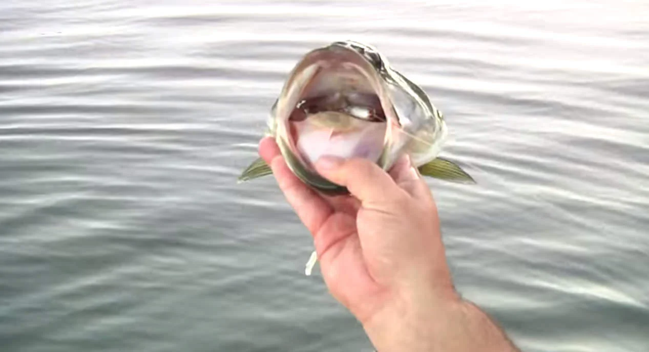  Bass Jumps 4' Out Of The Water For A SPRO BBZ-1 2.5" Swimbait
