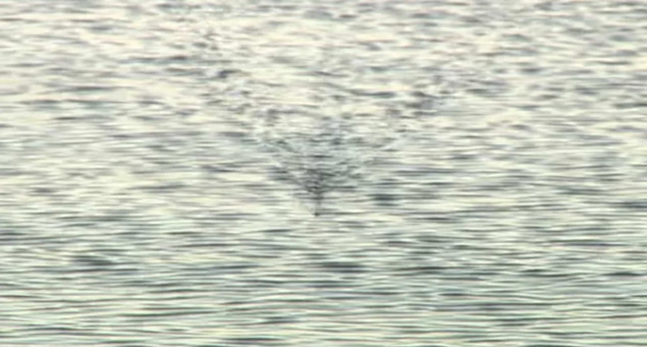 How To Work The SPRO BBZ-1 2.5" and 6" Swimbaits On Top. Can You Do The "V" Wake?