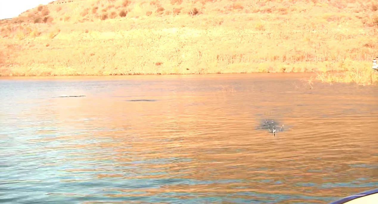 Chasing Boiling Bass