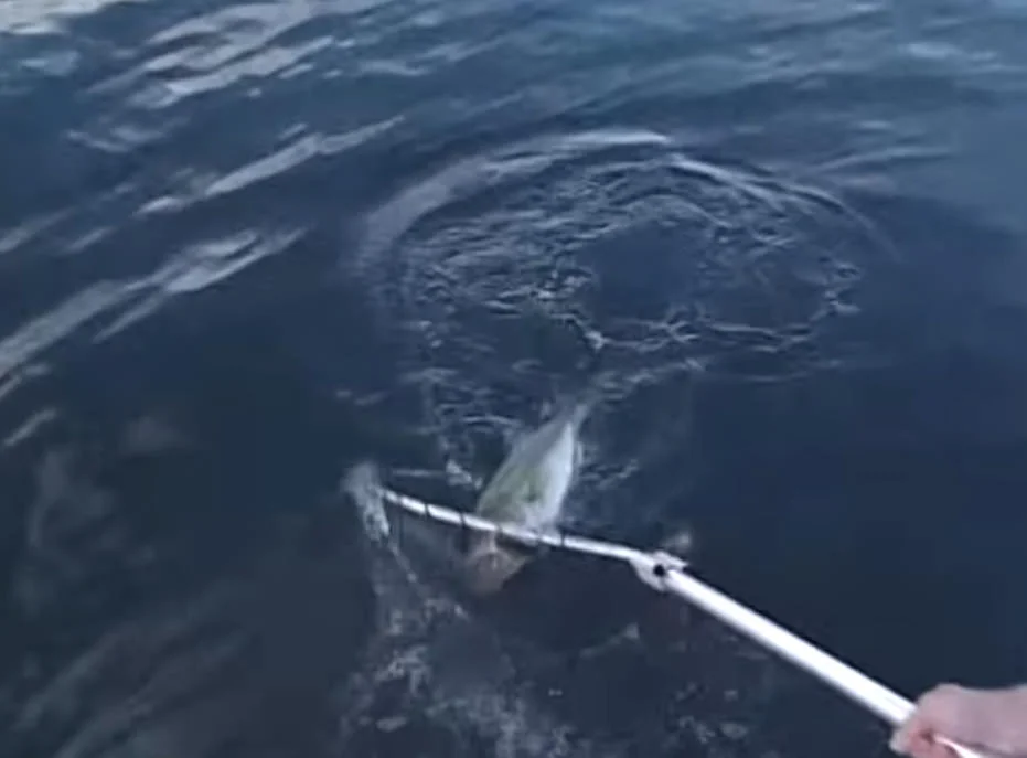 North American Fisherman "Giant California Bass" Bill Siemantel