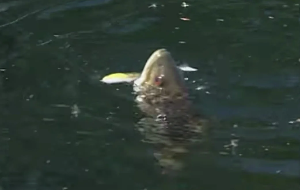 6" BBZ-1 catches small mouth bass on Fishing University (Bill Siemantel)