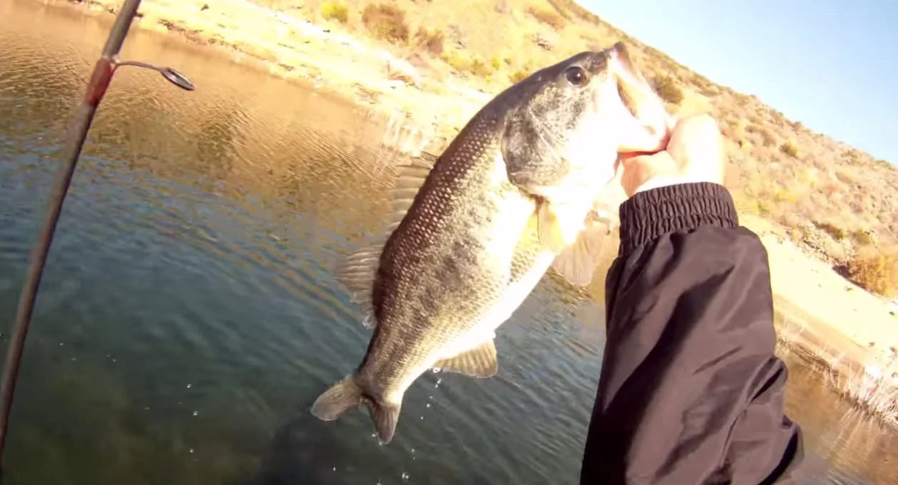 Bed Fishing @ Diamond Valley Lake with the Phat Fly