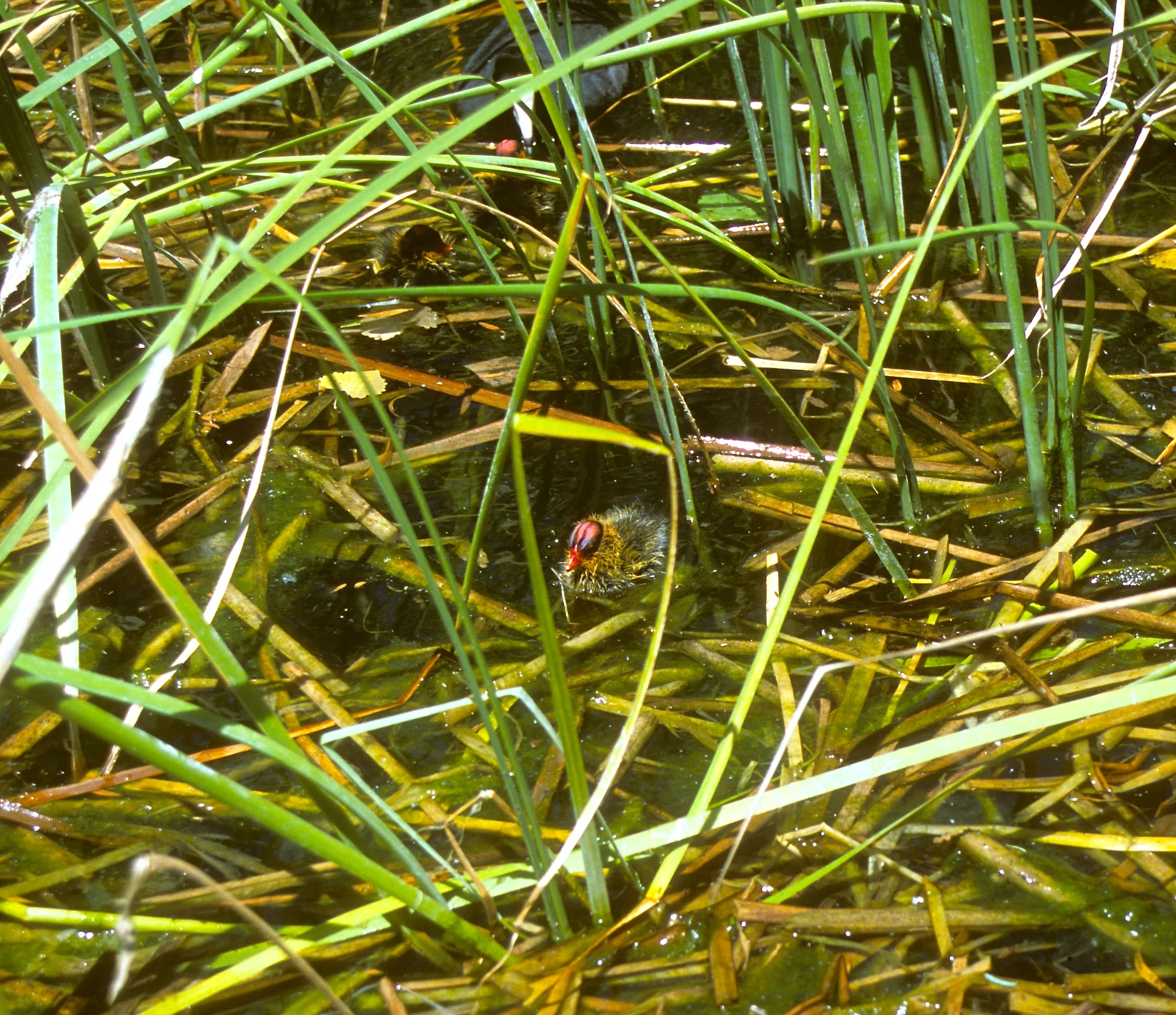 "Eye Spy" Snacks On The Top