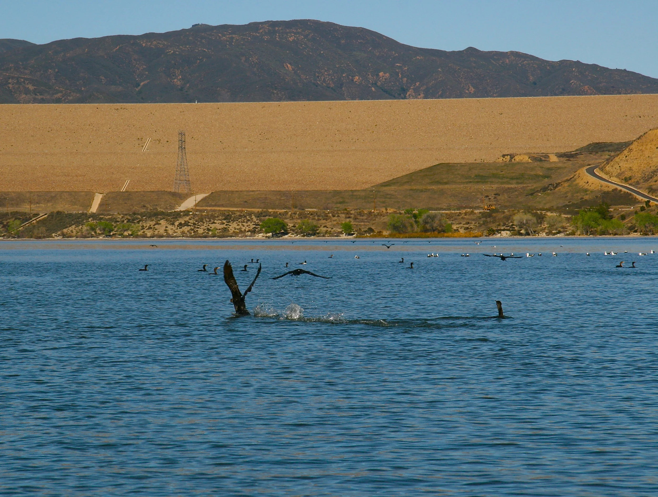 The Birds! Remember When?