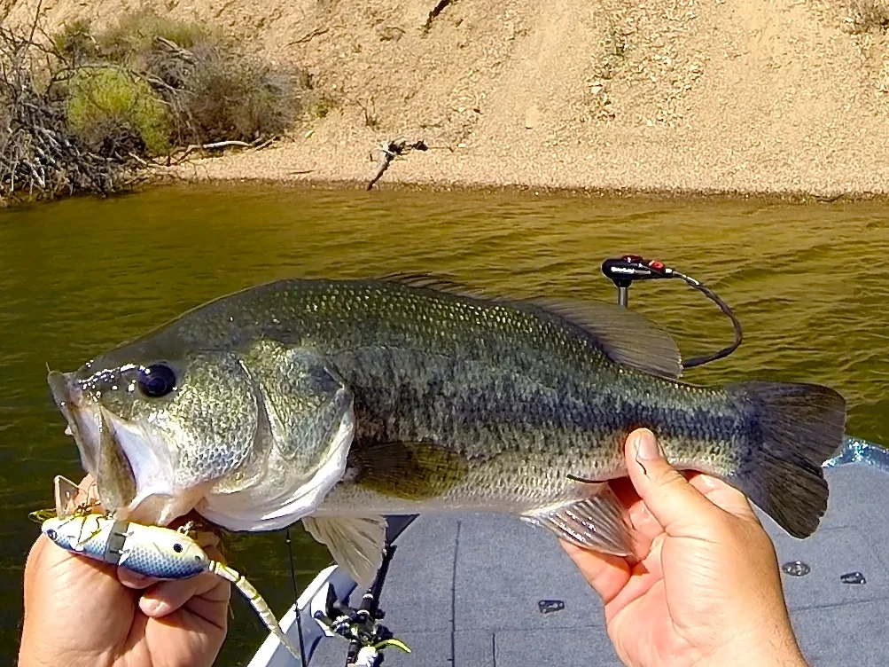 OK, That works fine. SPRO BBZ-1 Rat 30