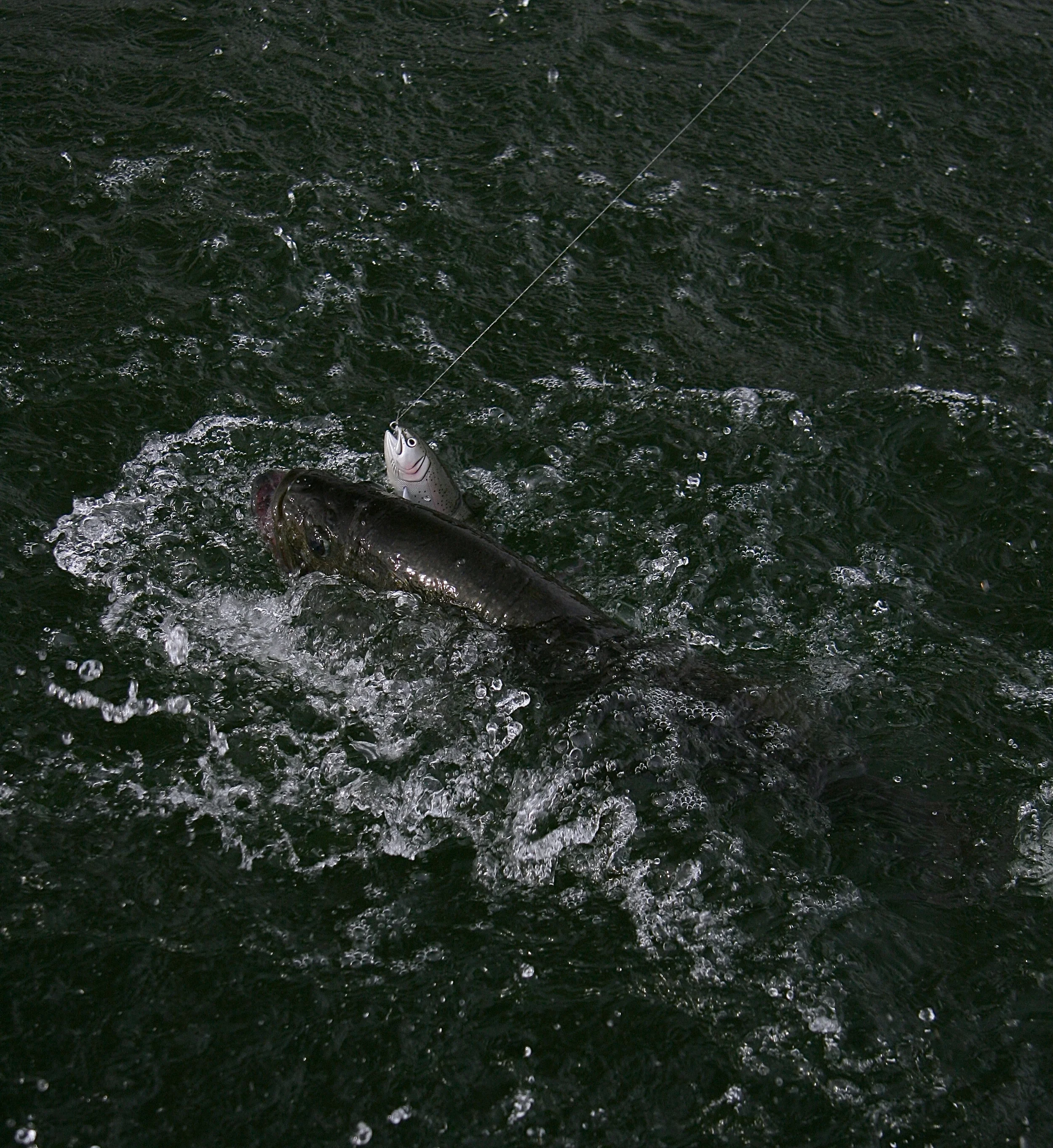 Splish Splash "Do You See The Big Bass"?