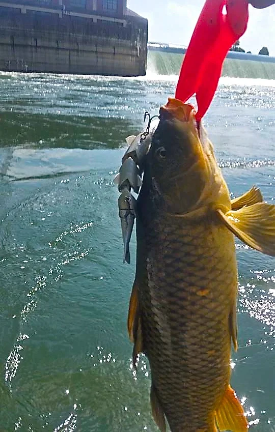 Swimbaits and Carp: Have You? Richy Laughery Did......4 Times