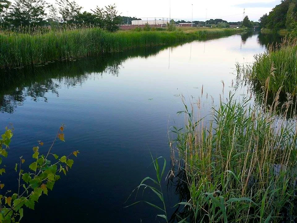 Rat Race Begins In Holland