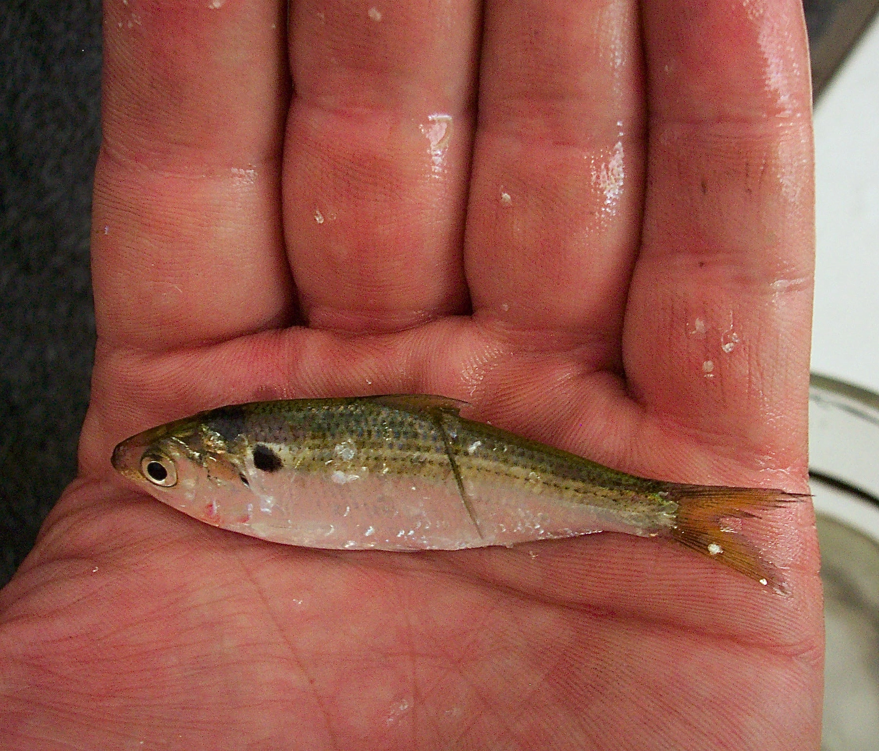 How Far Are You Willing To Go.... To Learn?