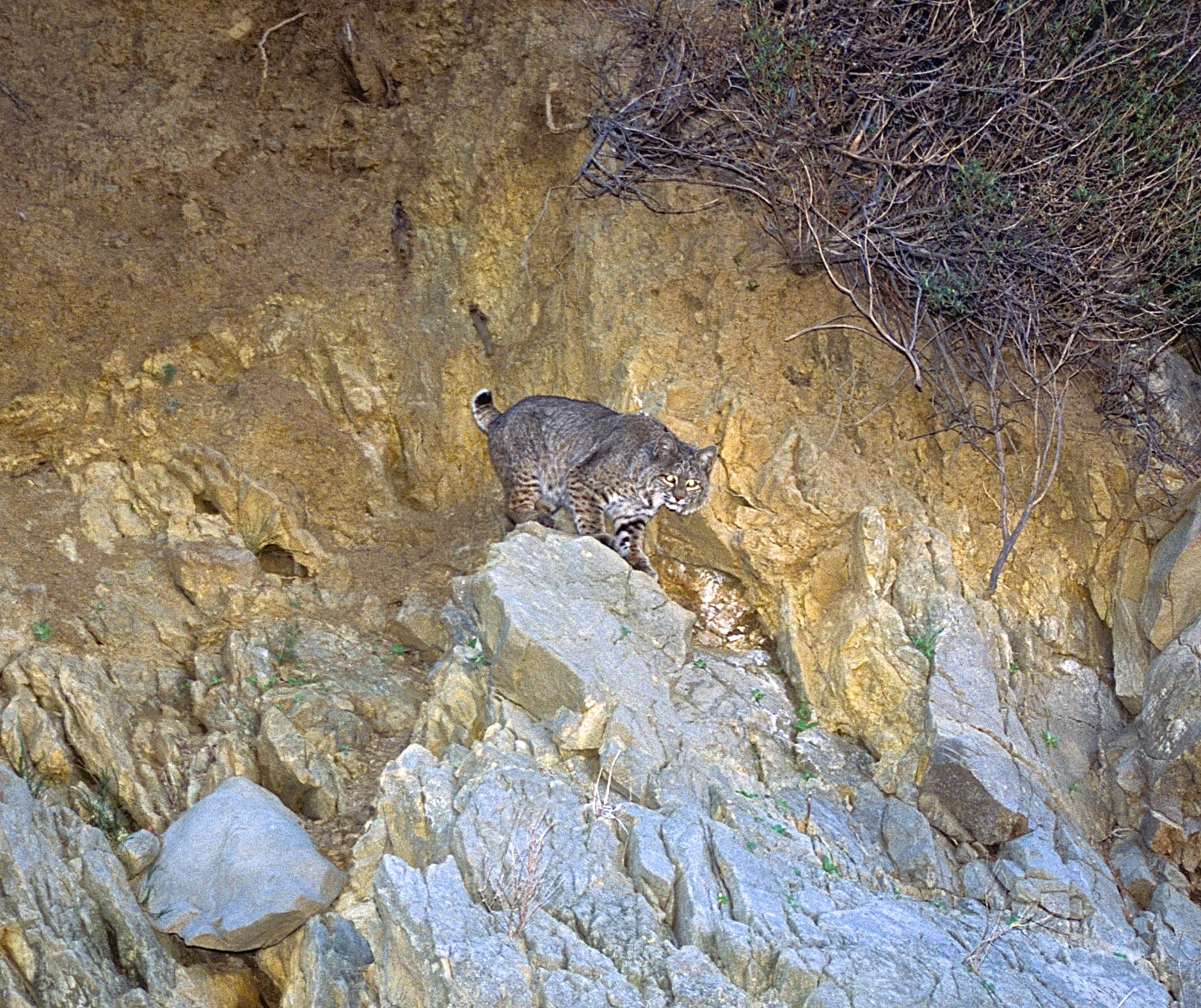 The Hills Have Eyes!