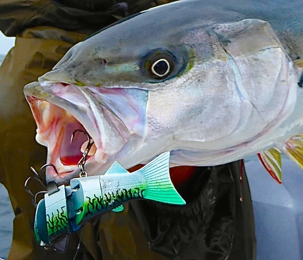 You Got A Minute? Wanna See Something Cool? SPRO BBZ-1 6" vs Yellowtails