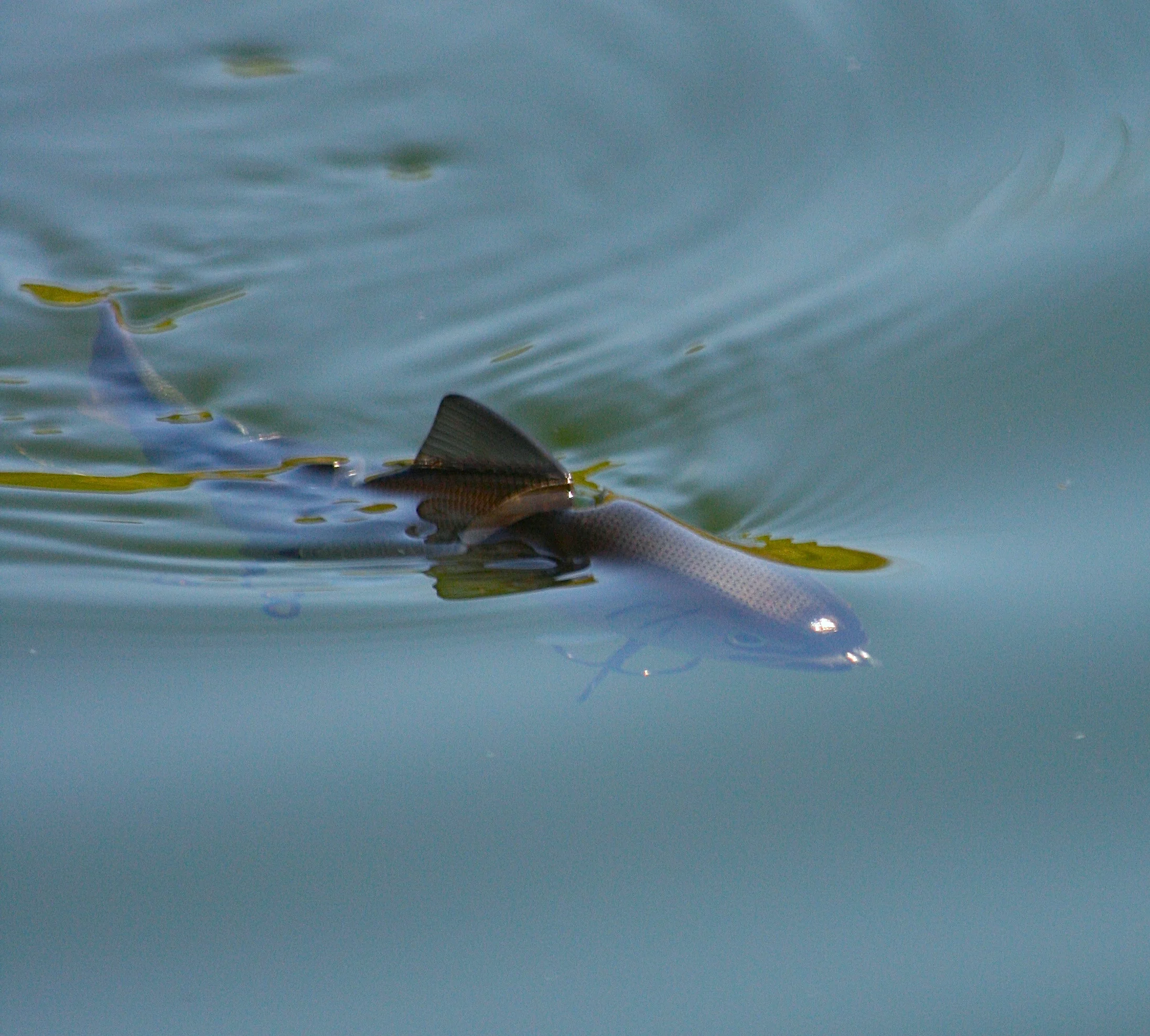 What Makes The Best Dinner Plate To Eat Against? 