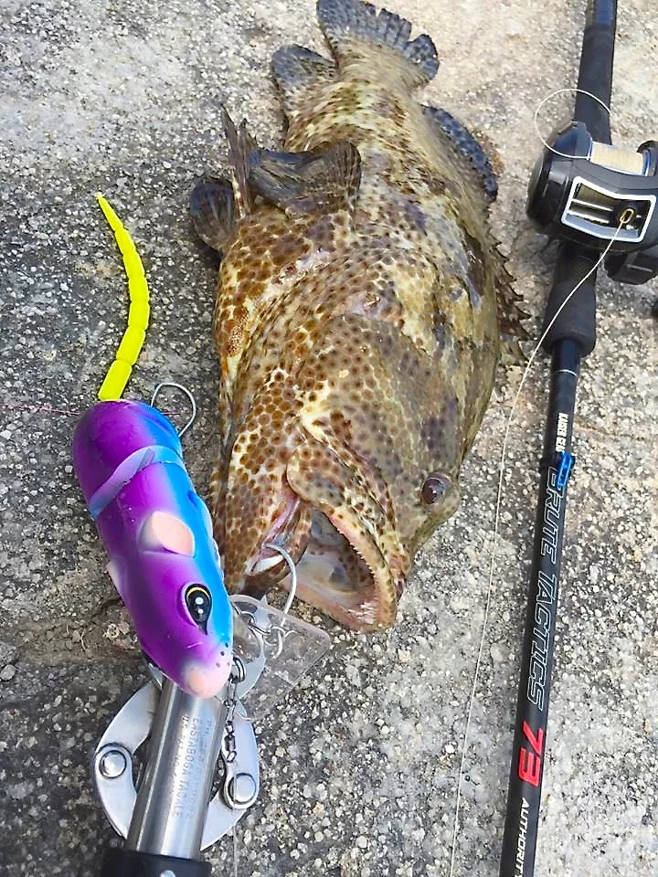 WTF: "What The Fish" BBZ-1 RAT 50 and 6" DOES IT AGAIN IN SINGAPORE 