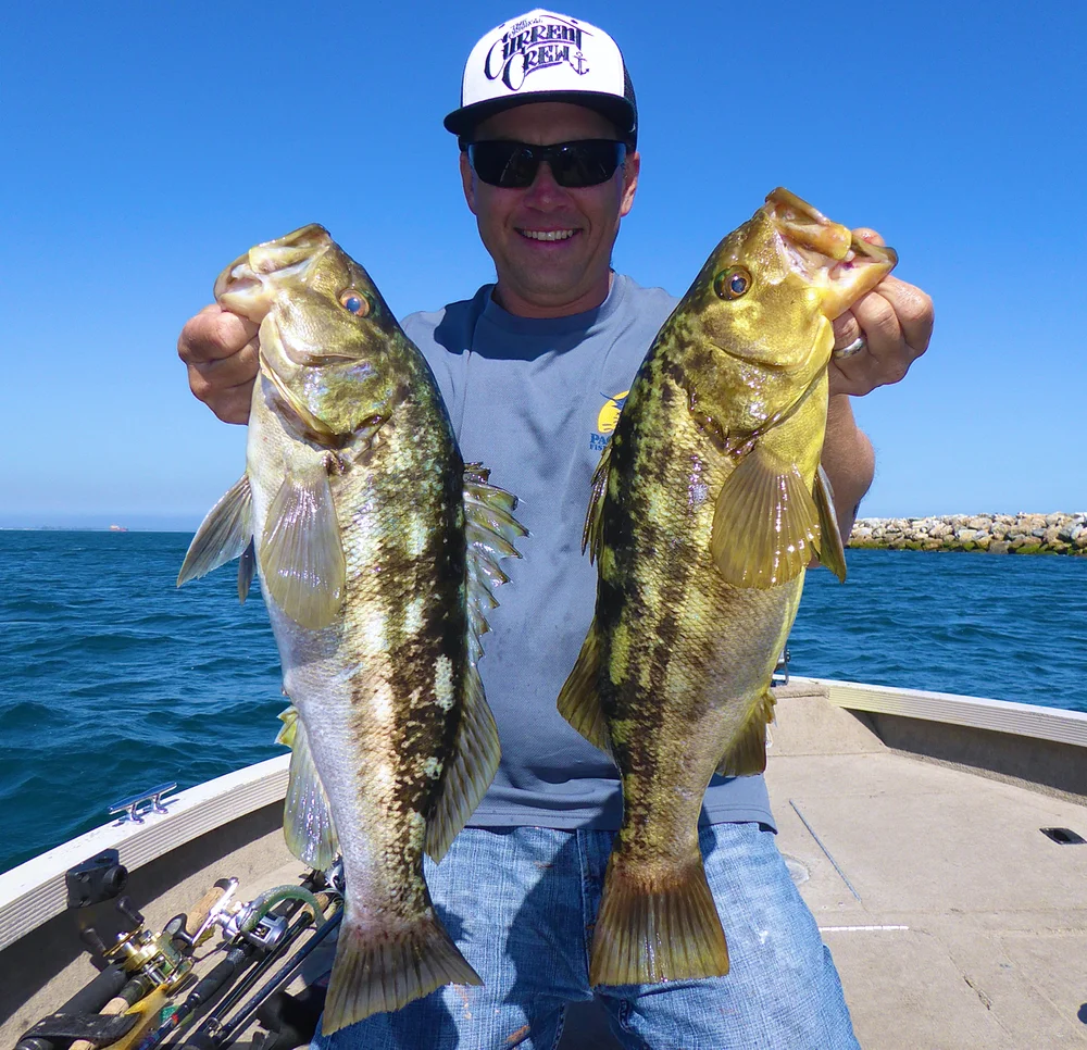 Catching Calico's w/ Matt Kobzeff and Siemantel  "Long Beach CA"