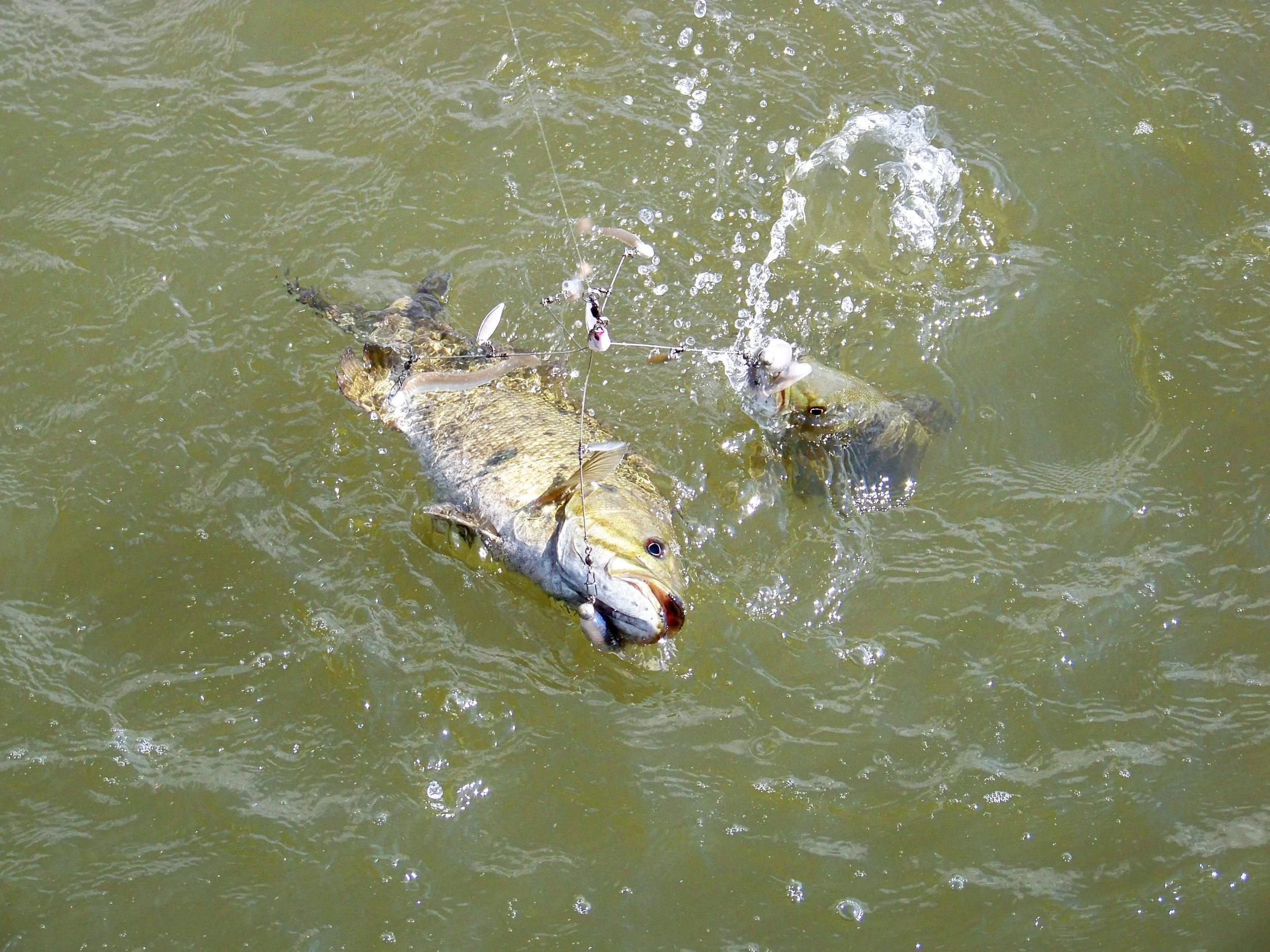A double hook up and yes you guessed it on the Umbrella Rig.