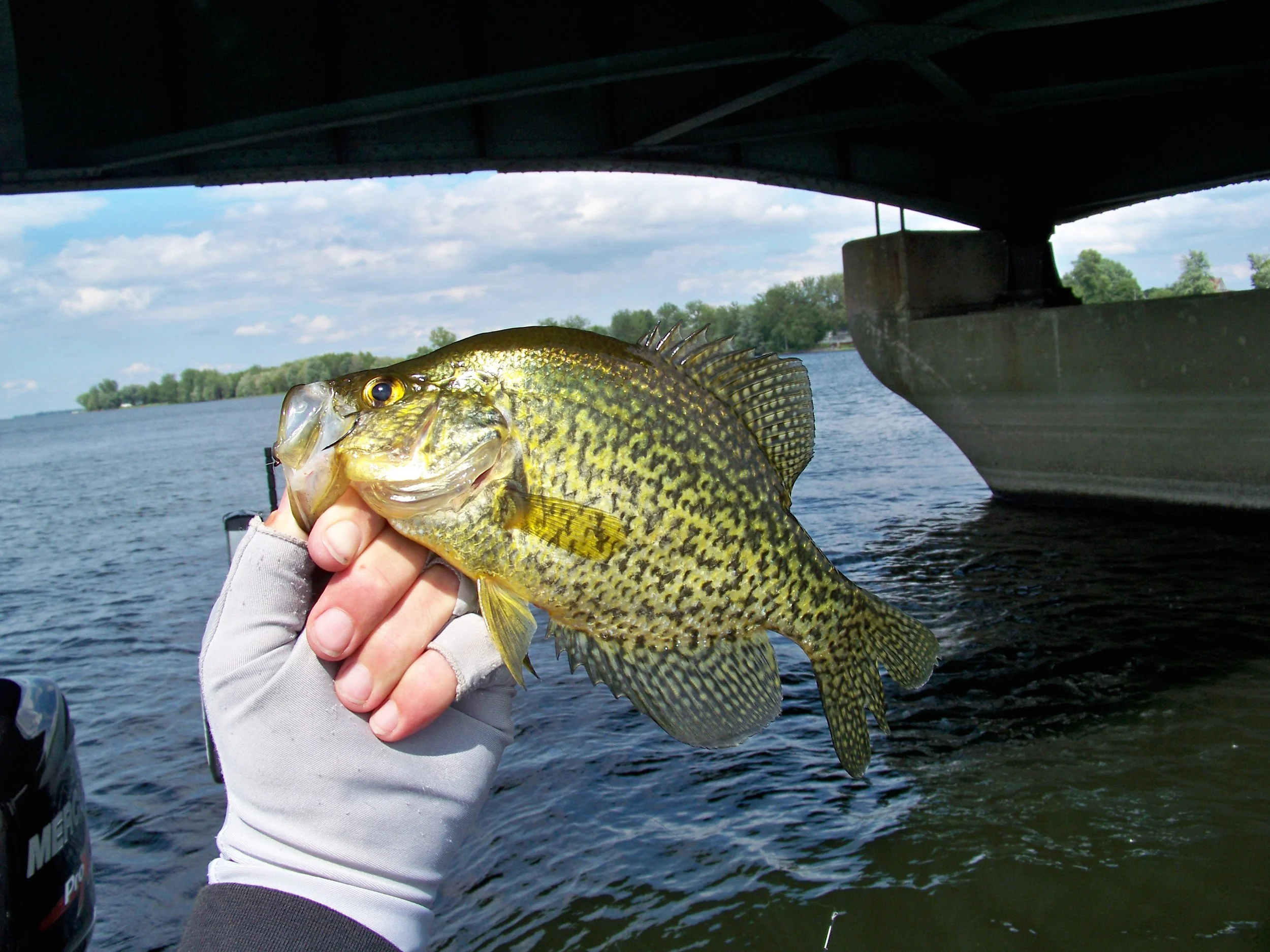 This Crappie attacked a Keitech 4” soft plastic swimbait on a Revenge Swimbait Hedz during a pendulum cast next to a bridge piling. 