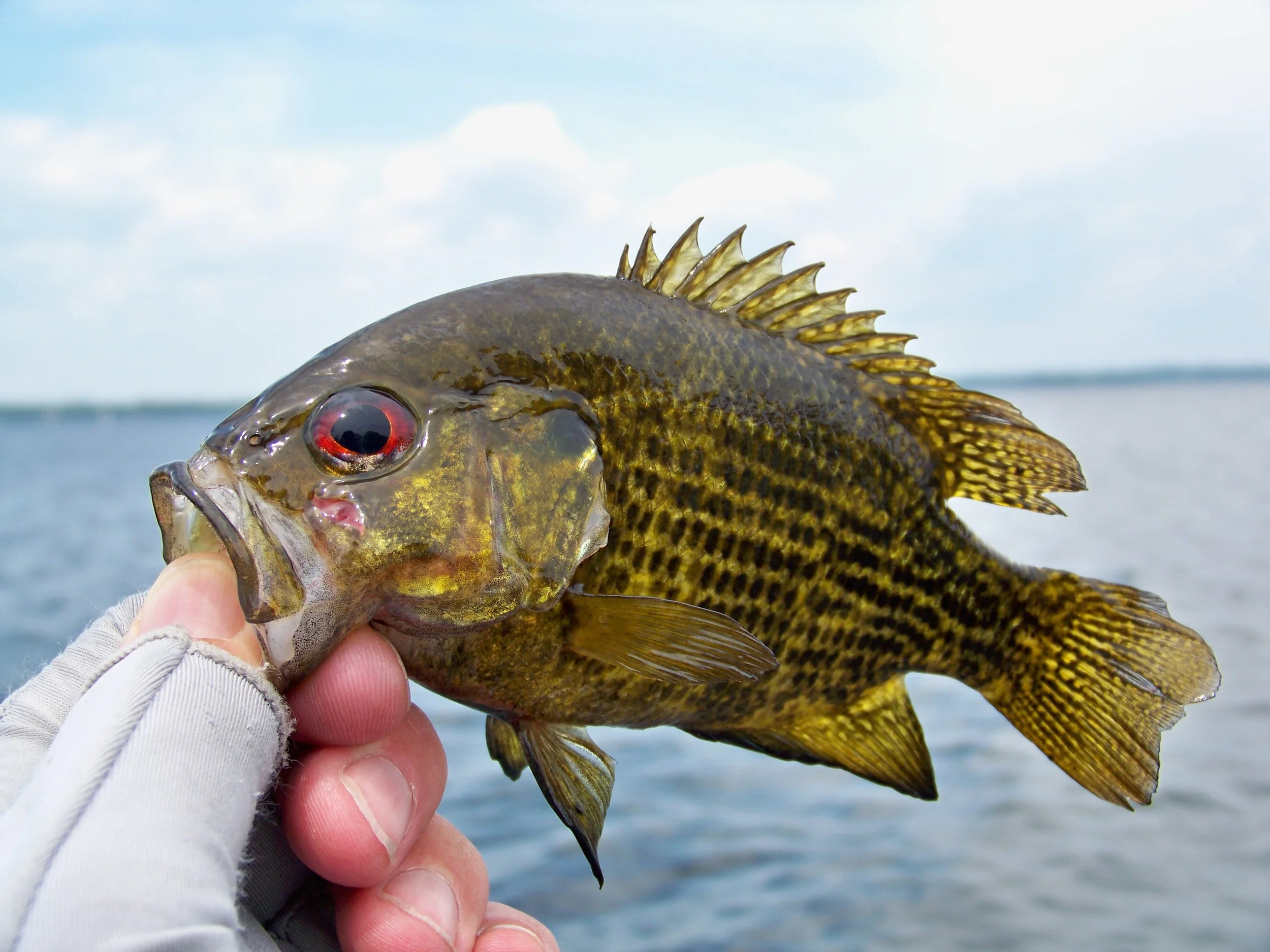 I tricked this Rock Bass with a jerk bait technique.