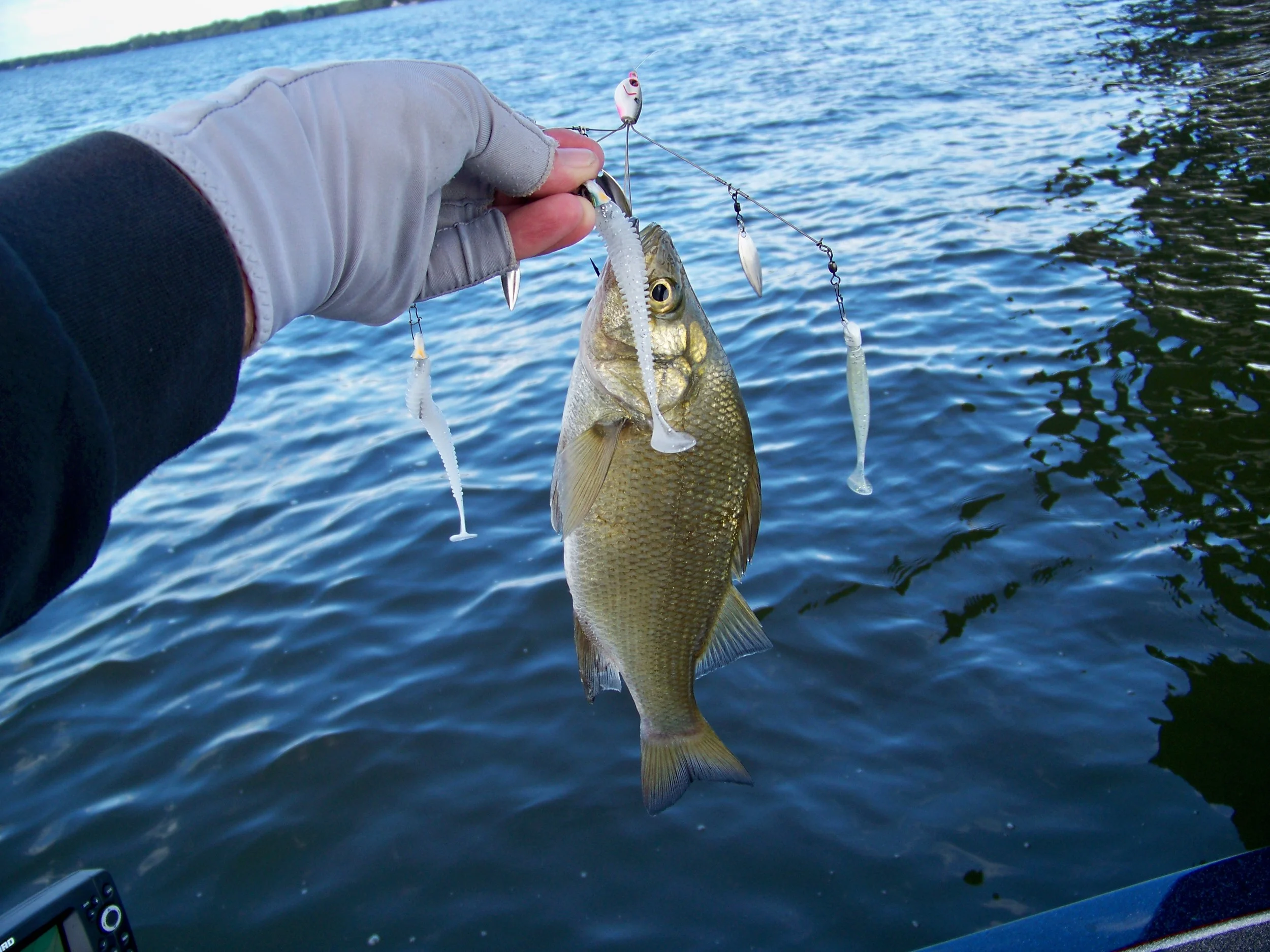 A white bass is duped by the Umbrella Rig.