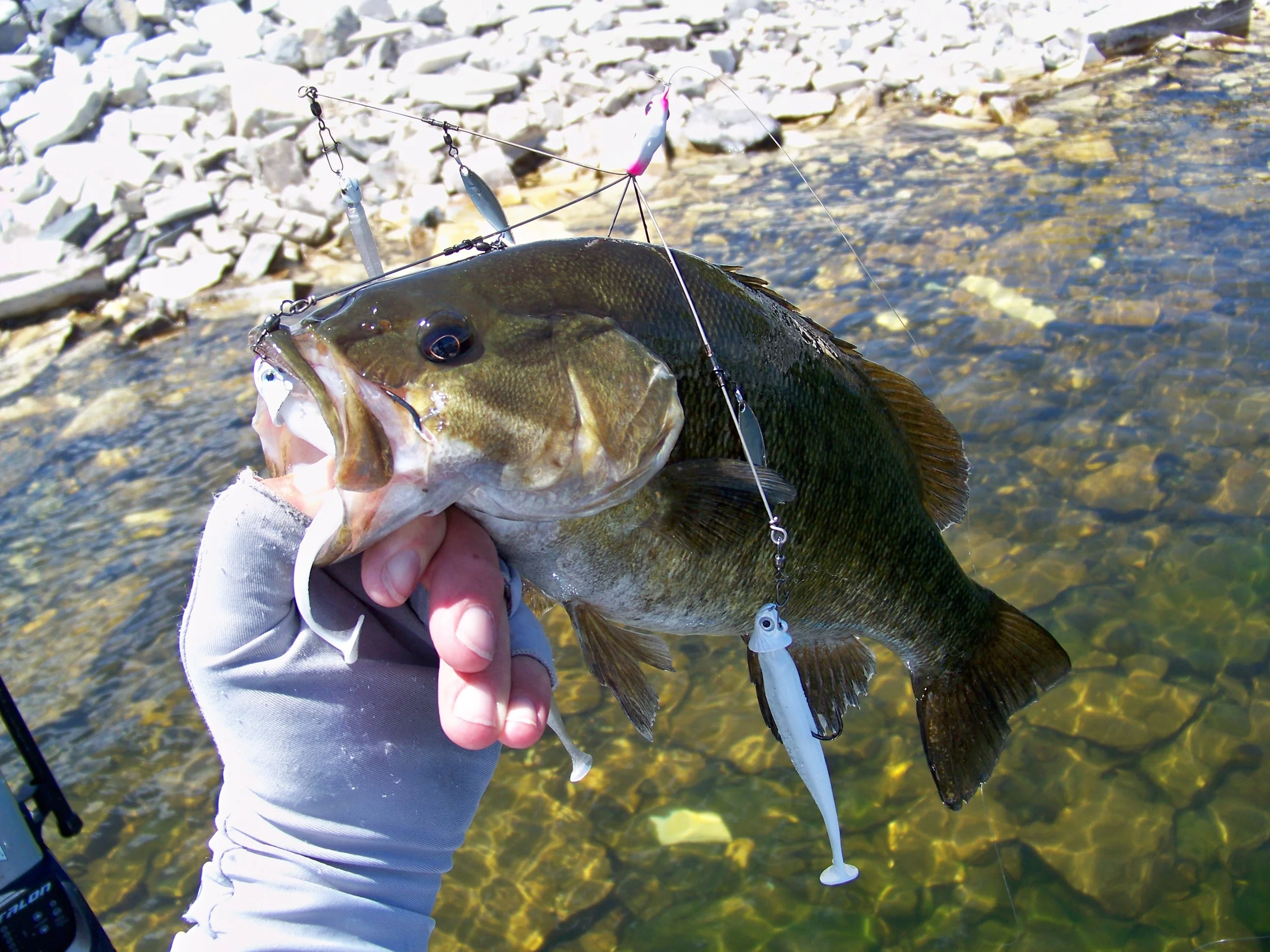 The Umbrella Rig produced the majority of our fish that were primarily smallmouth bass.