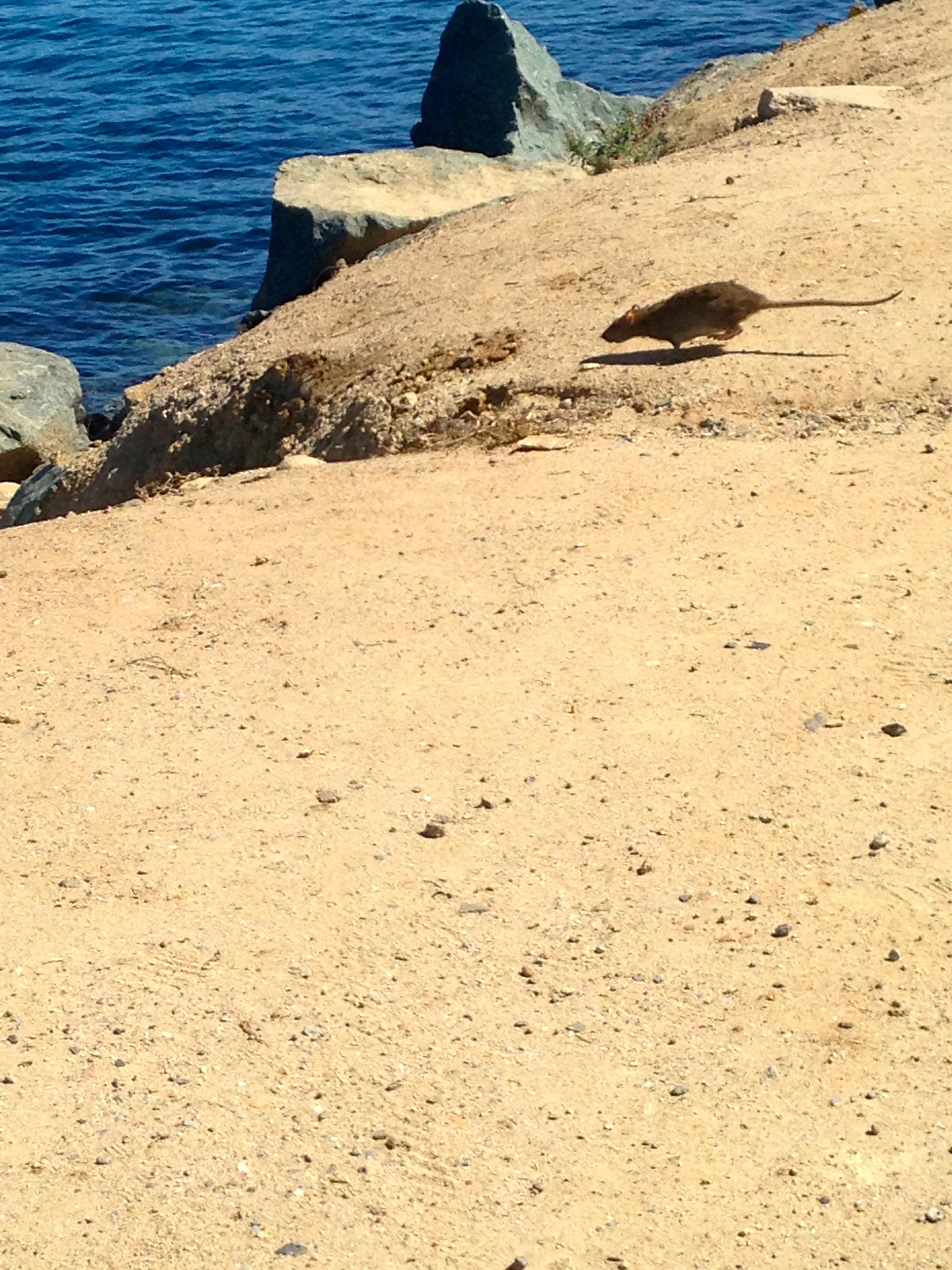 Photo Credit: Stan Kaplun: Here’s a photo of Ronnie the Rat running back to hide under his rock. Ironically, I’ve caught a handful of fish on the BBZ-1 Rat, standing on “Ronnie’s Rock”. 