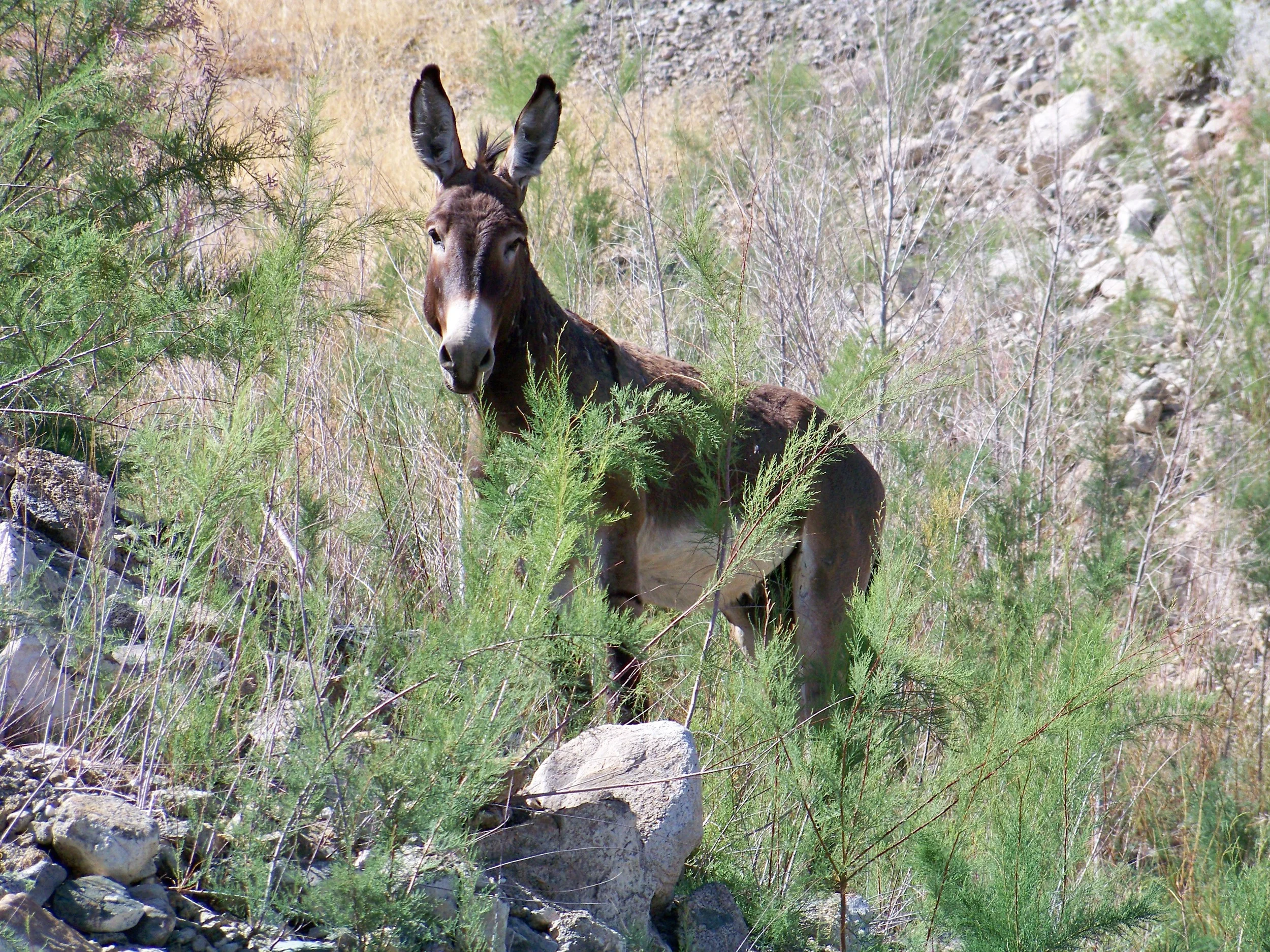 Speaking of survivors, in all places, Burro Bay Temple Basin. 
