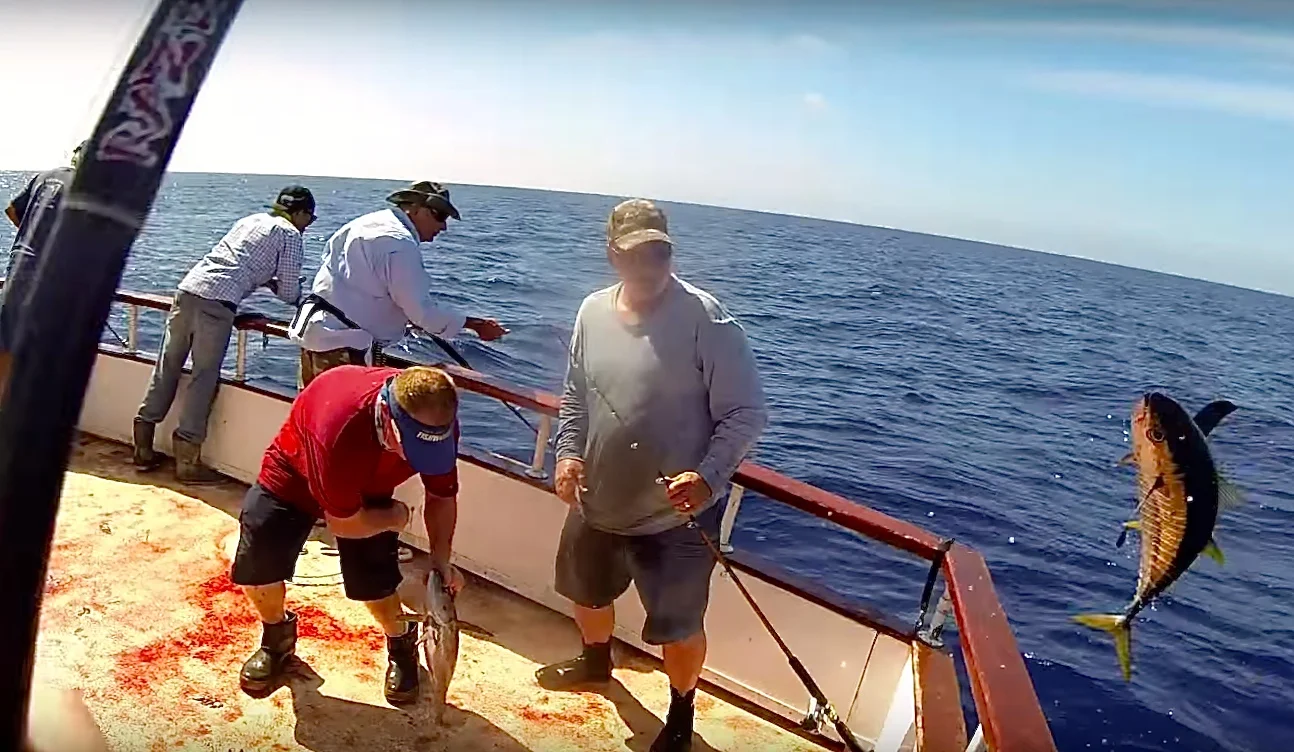 Watch Out! Flying Yellow Fin Coming On Board.