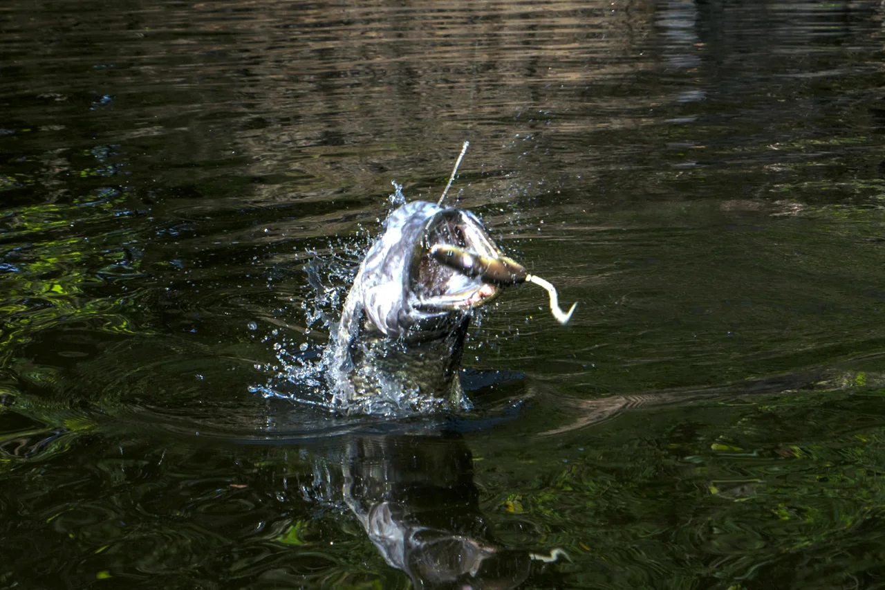 BBZ-1 Rat Travels To Suriname To Take On The Wolfish