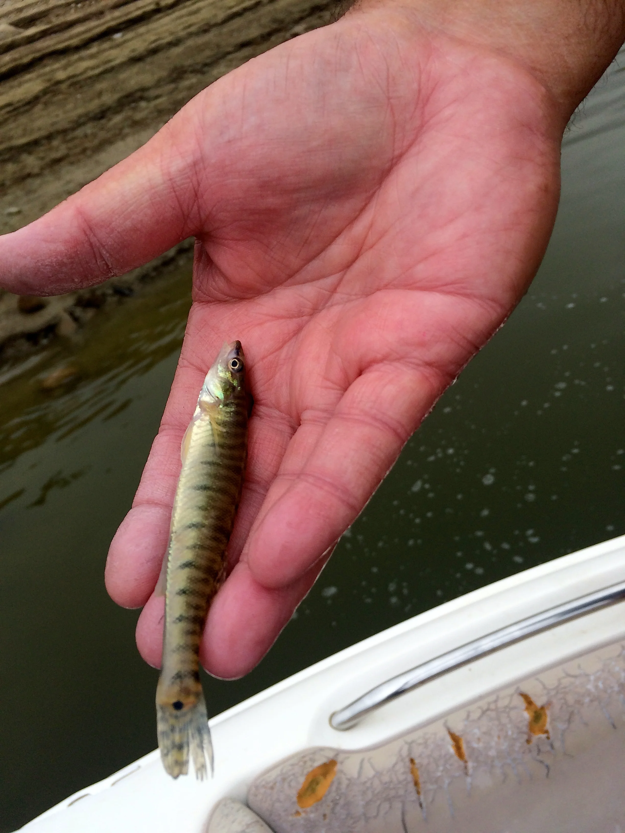 Name This Fish....Just Found @ Castaic Lake