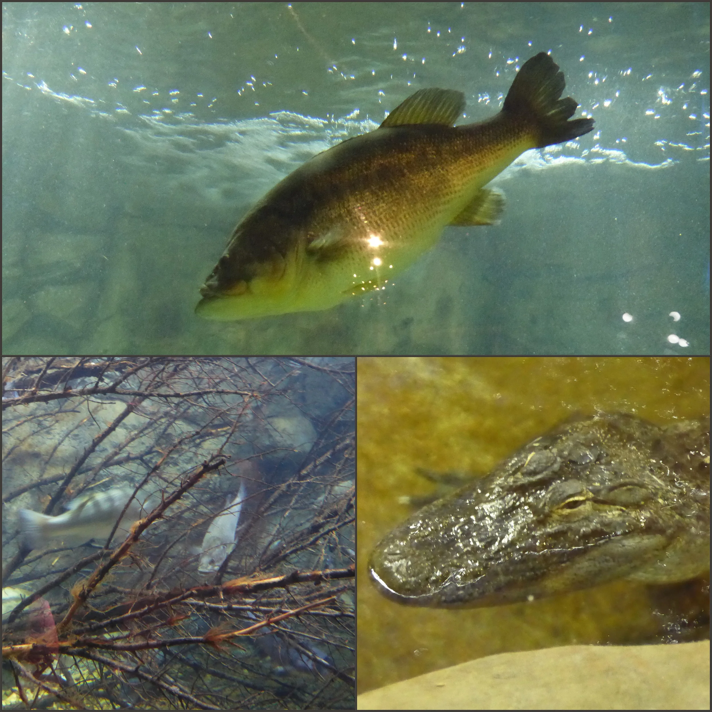 BPS Fish Collage.jpg