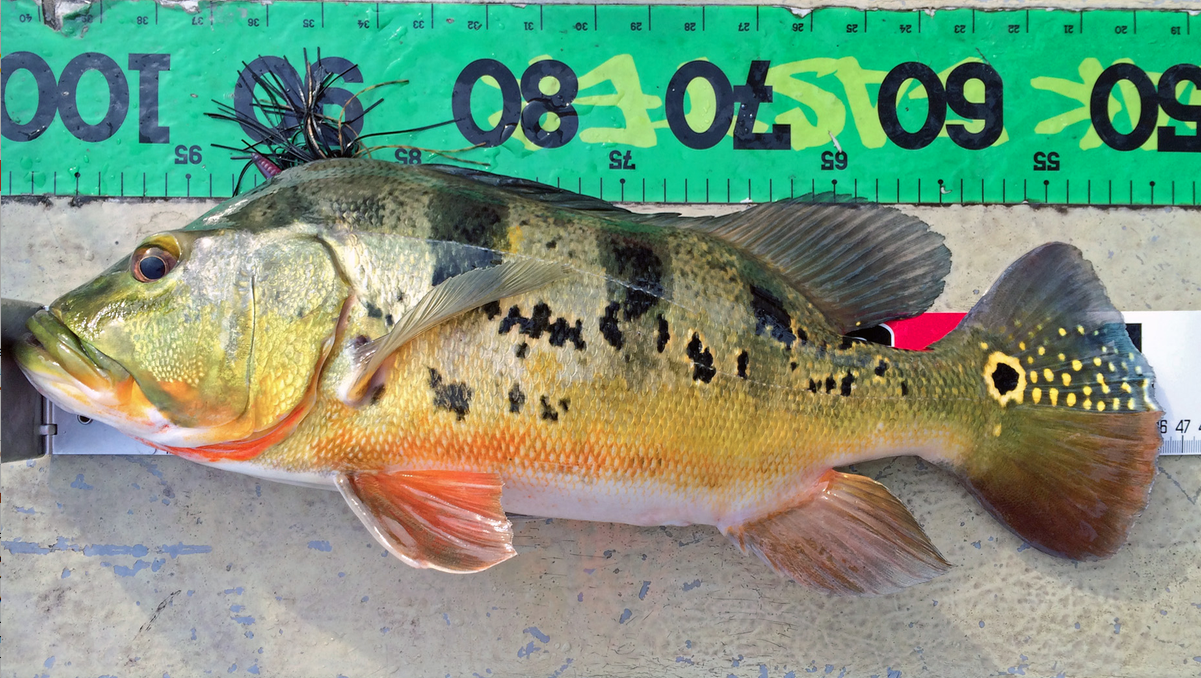 Pic. 6. Butterfly peacocks may look like bass in a ‘clown suit’ but they fight hard. This 18” fish (approximately 4lb) fought for about a minute on my 8lb line setup.