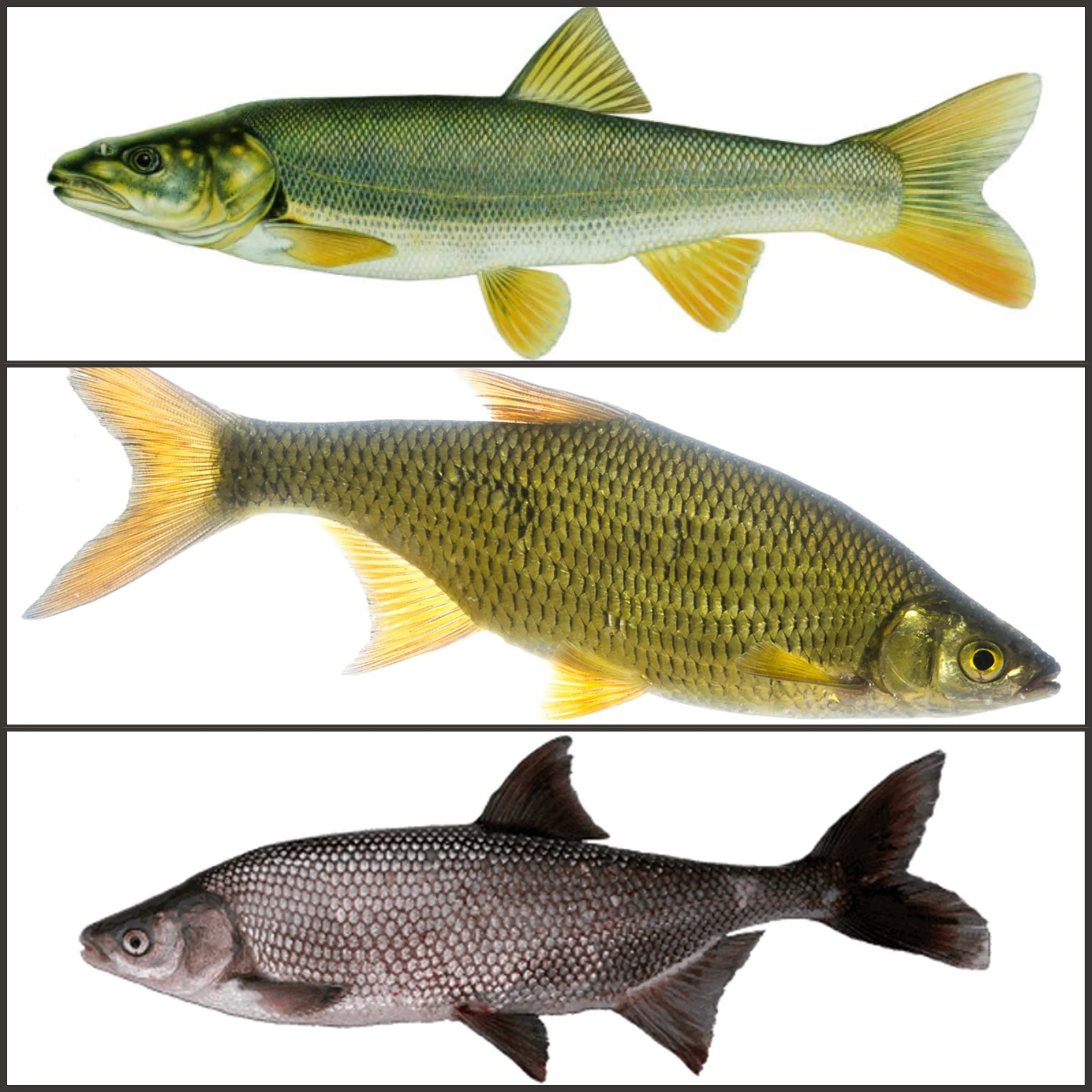Prey Items, top to bottom; Squawfish, Golden Shiner, and Hitch. All members of the Minnow family.