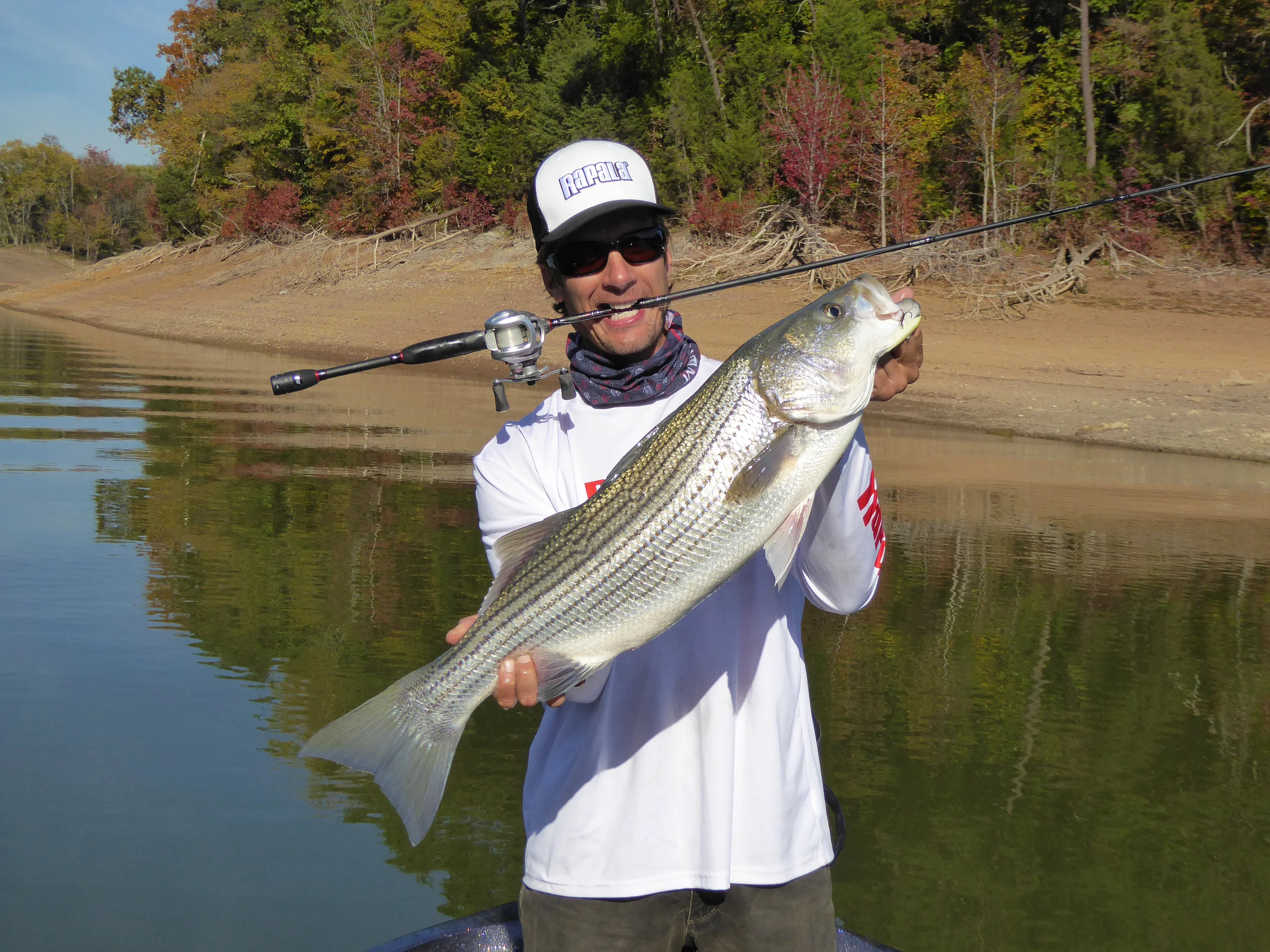 Selective Striper Boils and the Fall Bait