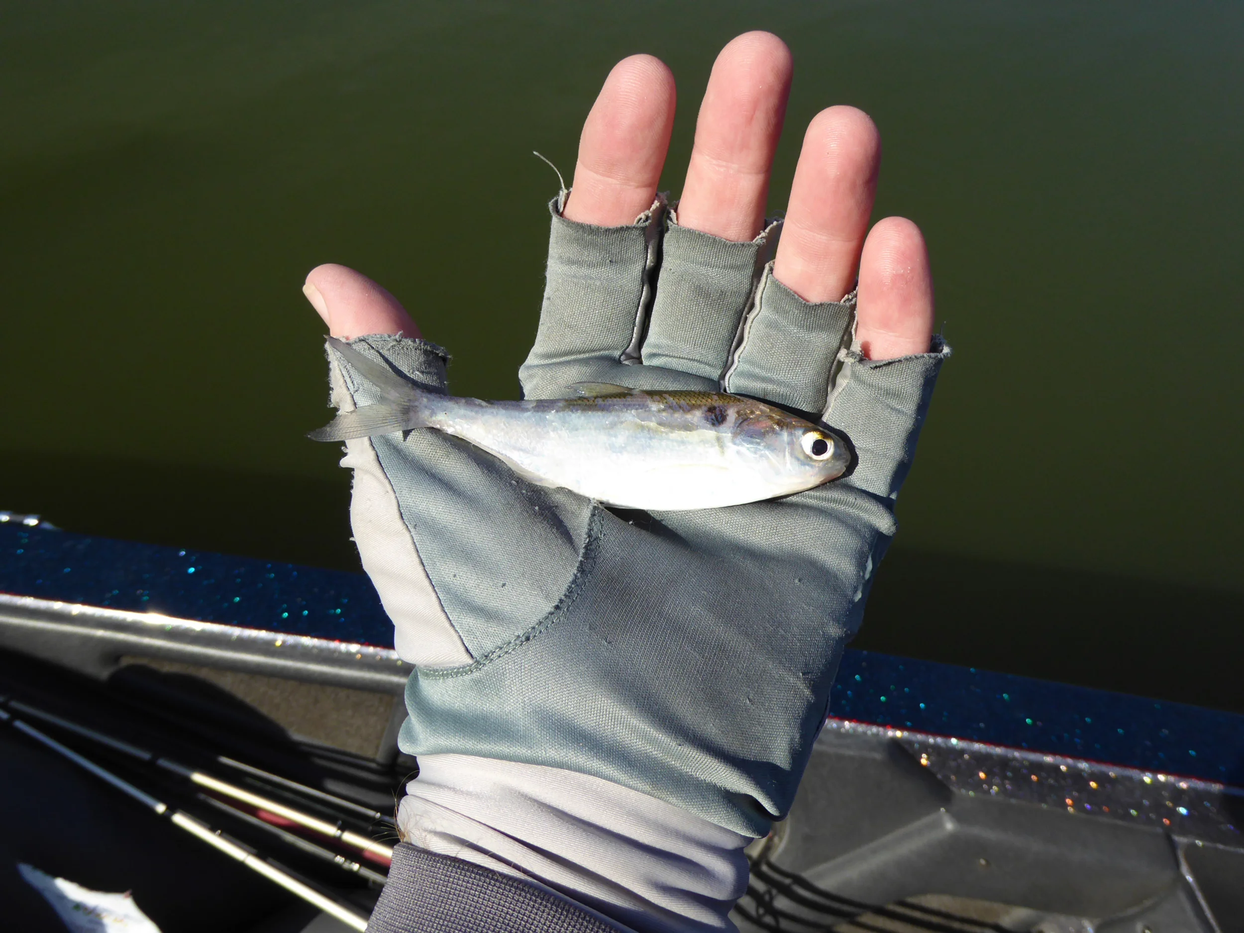 The typical bait fish size