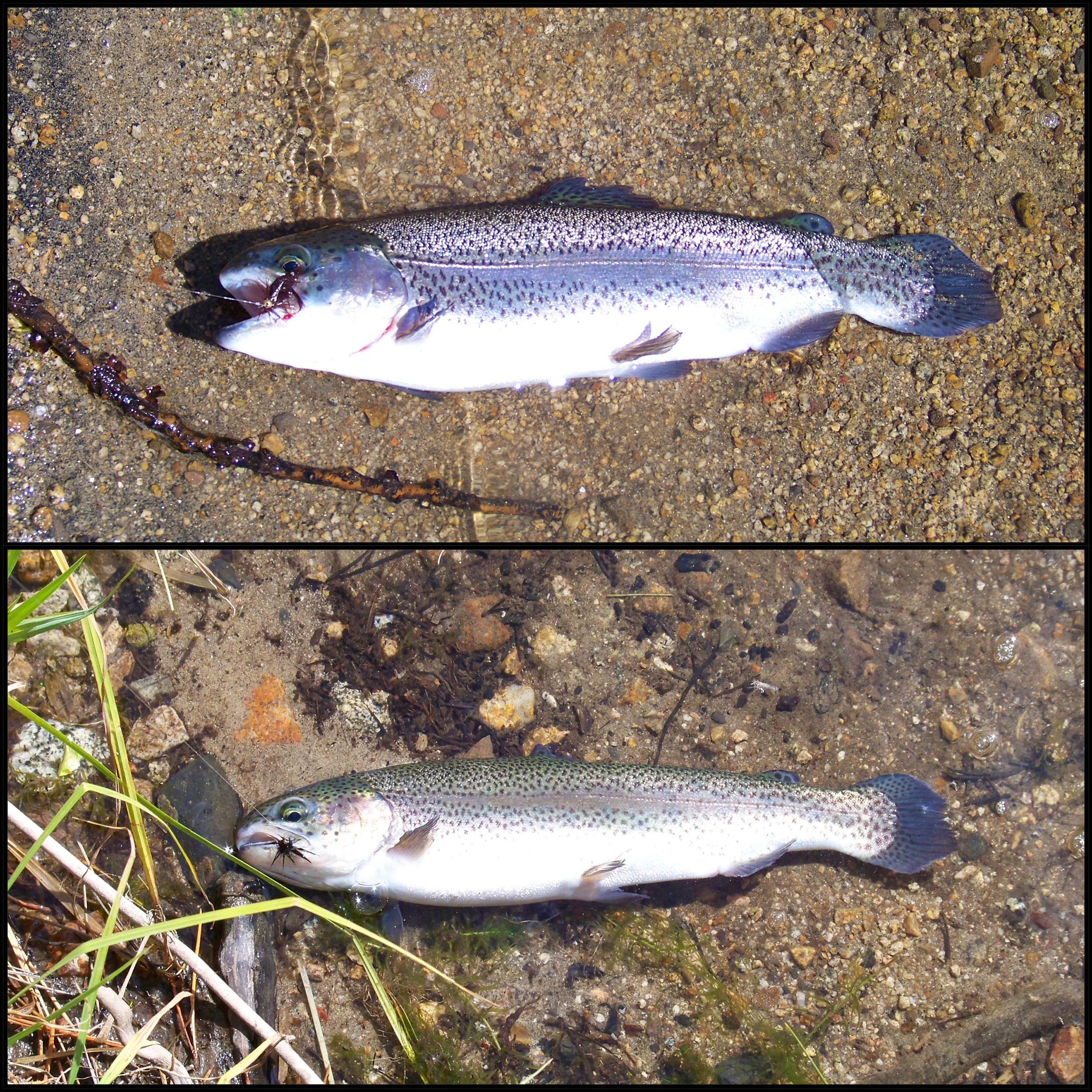 Two beautiful Mammoth Lake’s Rainbow Trout, fooled with the Float and Fly