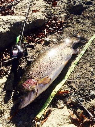 Barney's Catch with his custom setup. Great looking 20" 4.8 lb beauty