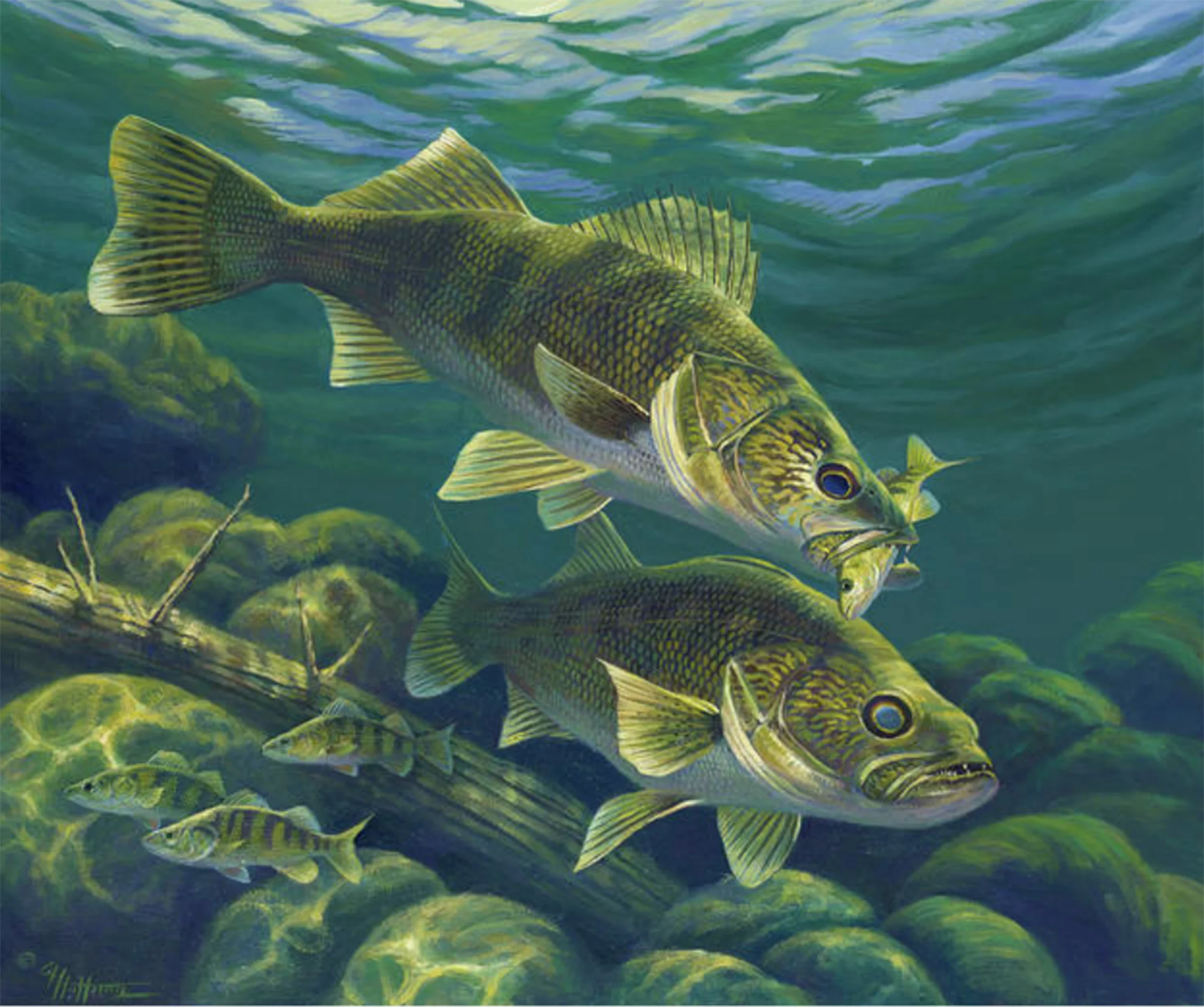 “Predator” - Walleye and Perch